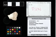 Foto (Objekt + Etikett) von Goniodromites sp.  (NHMW-GEO-2014-0194-0276)